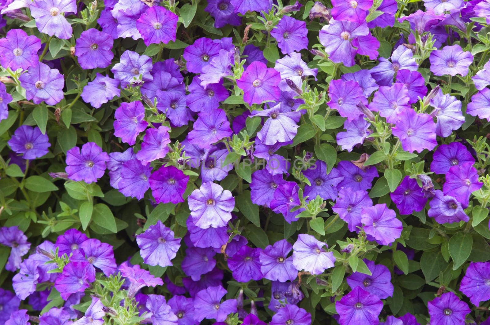 Background from beautiful dark blue flowers