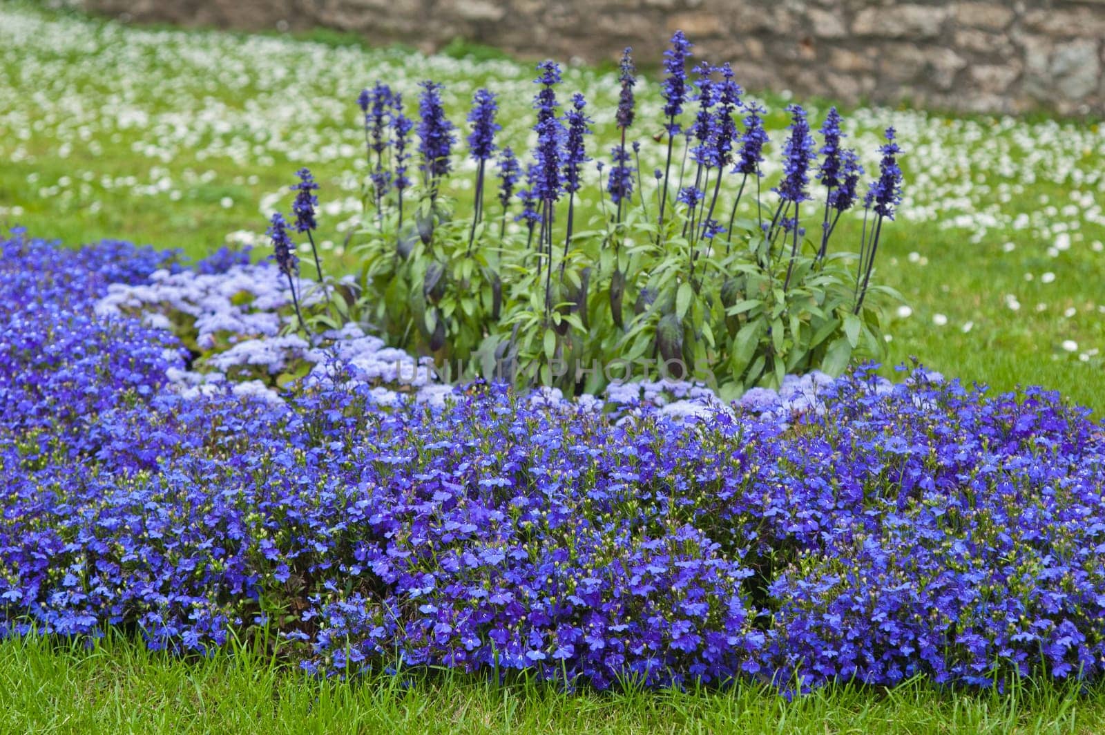 Beautiful bed from dark blue flowers