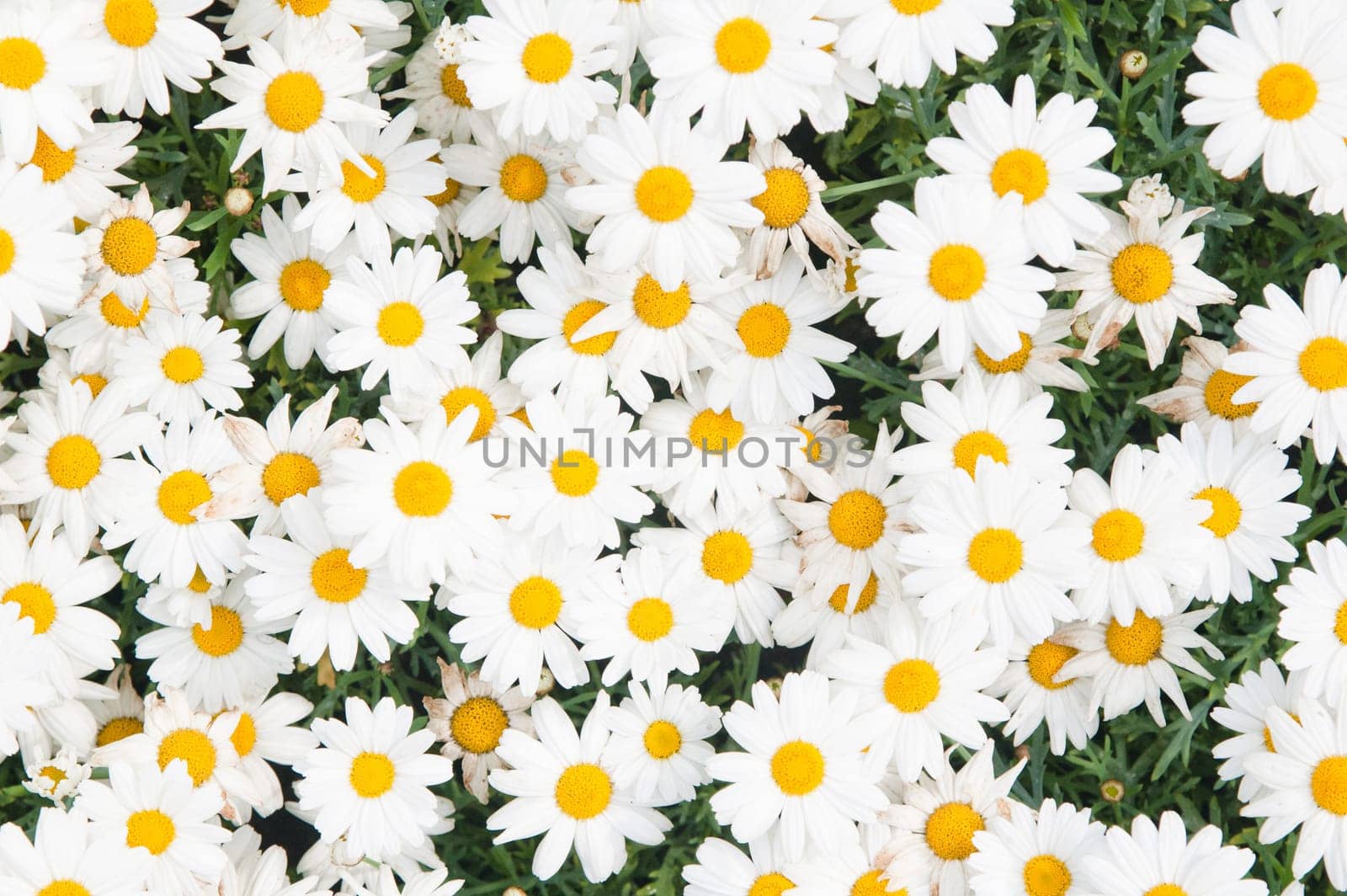 Background from beautiful white camomiles