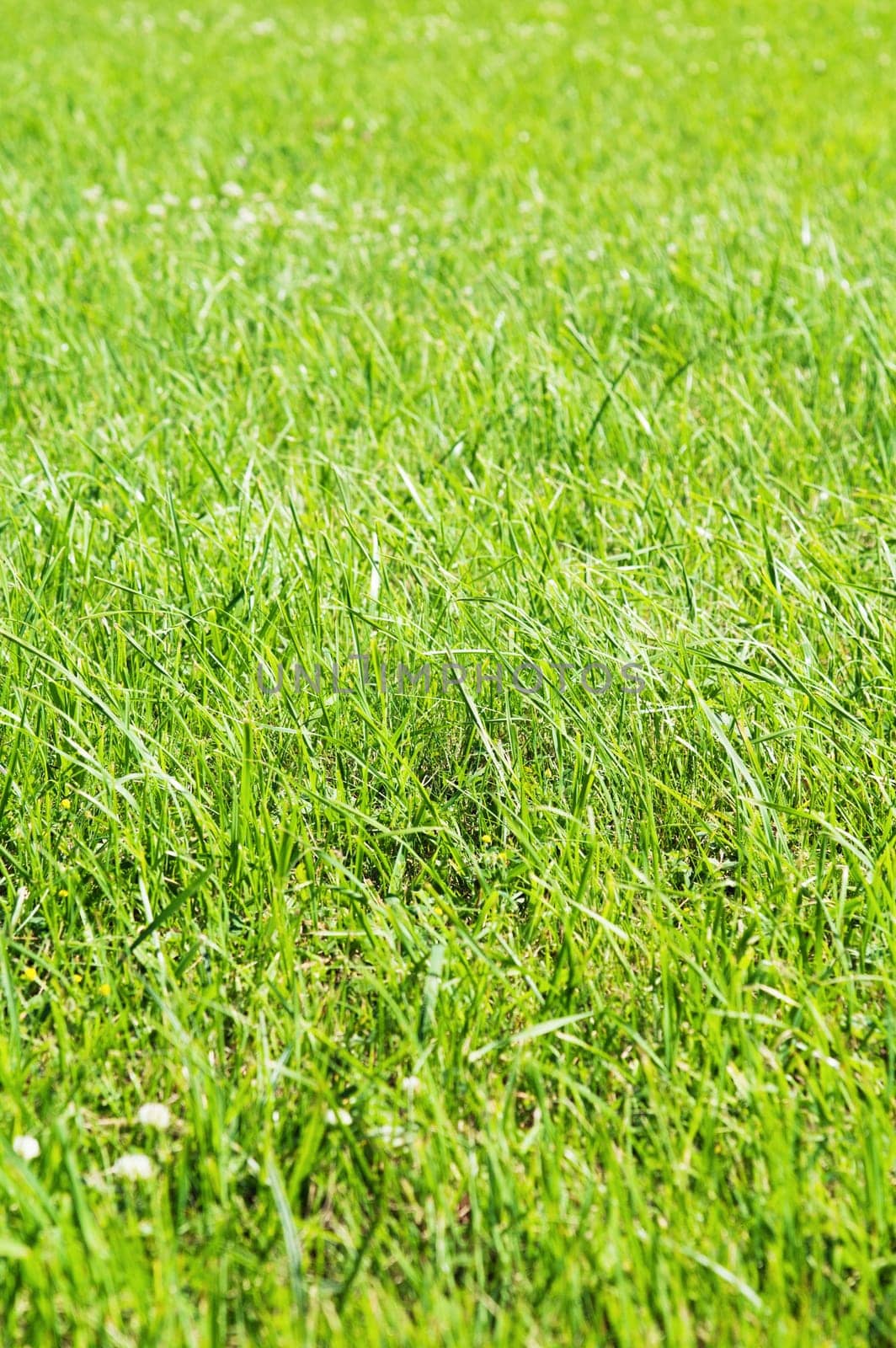Close-up image of fresh green grass