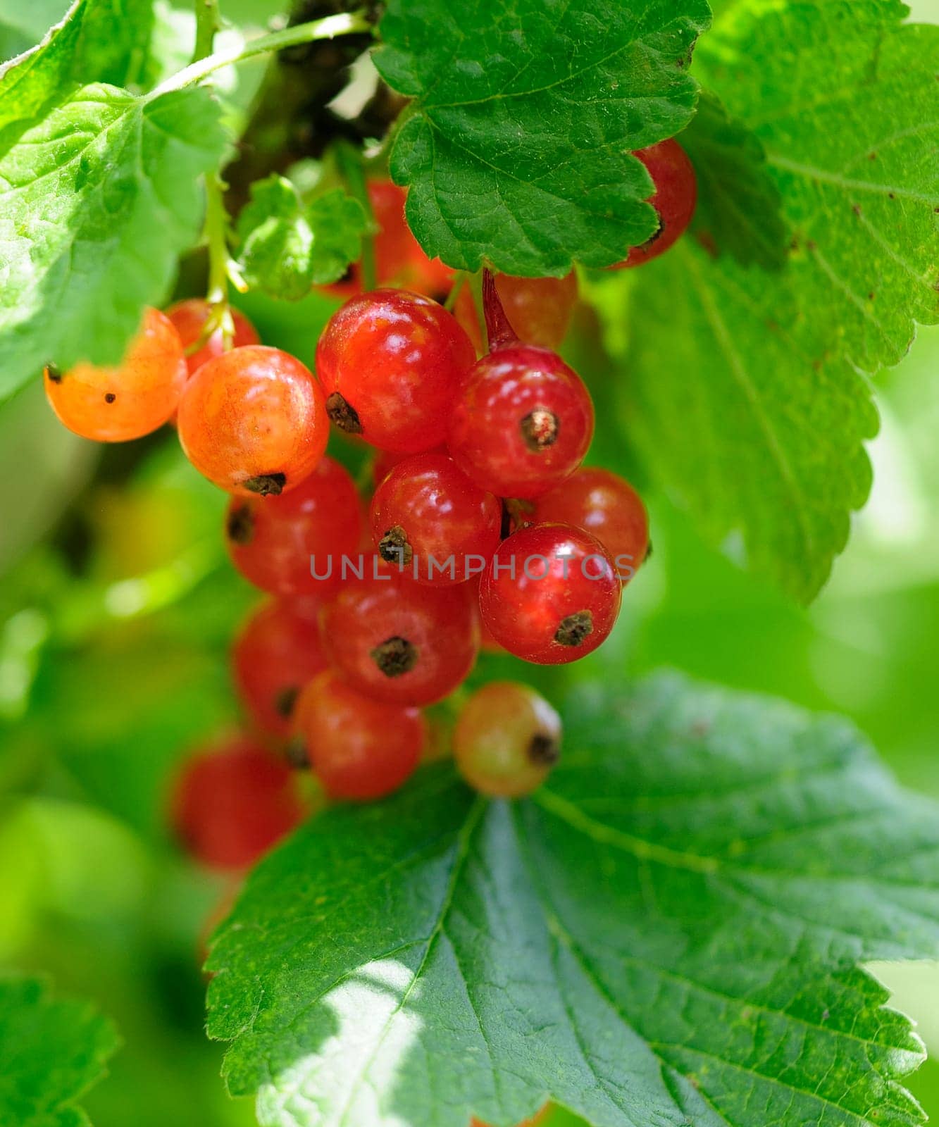 Currants
