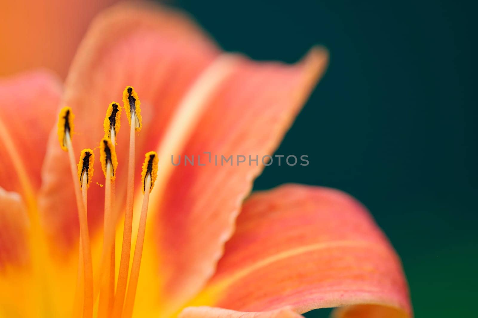 lily