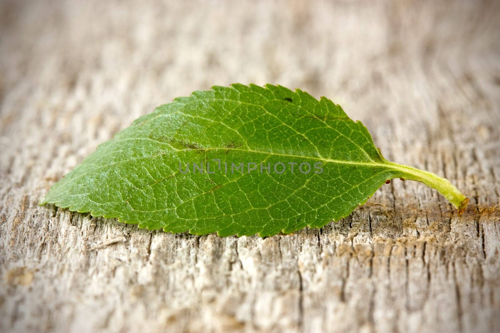 Green leaf on the old wooden background