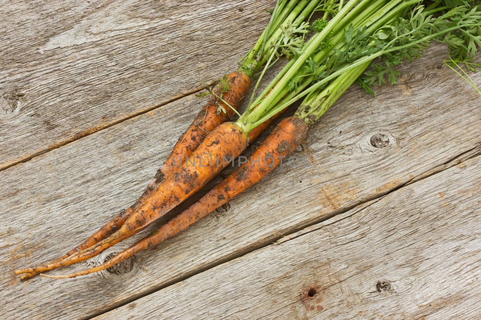 fresh dirty  carrots on old wooden background