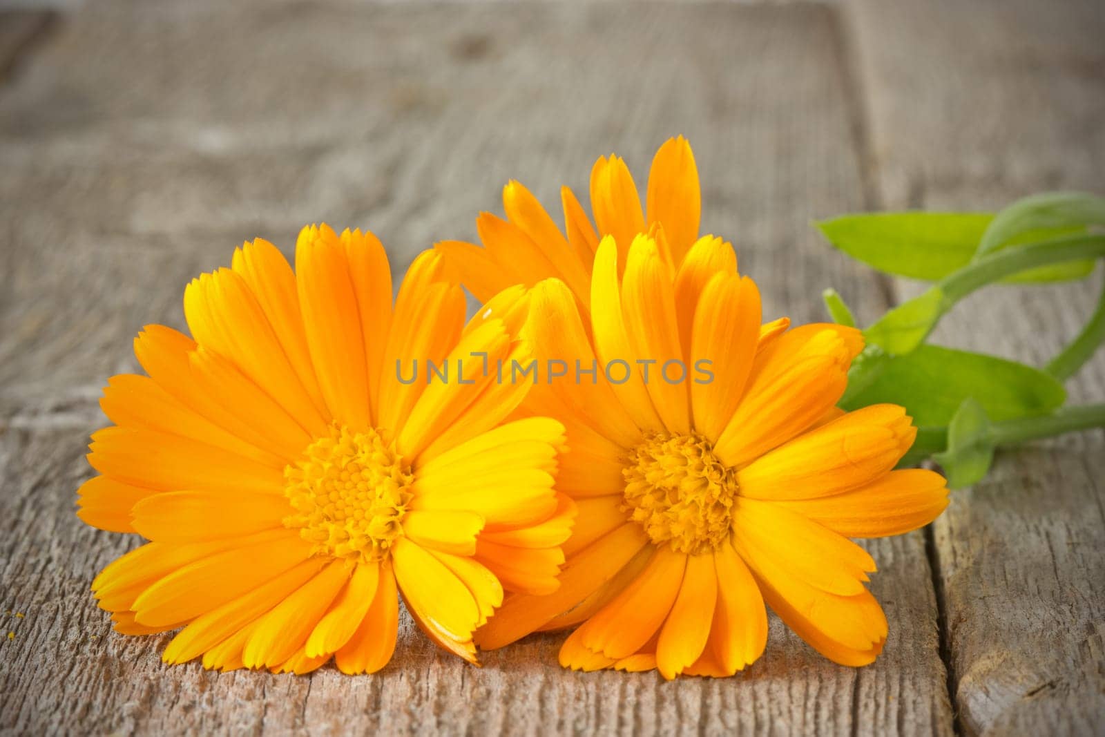 orange daisy flowers on the old plank