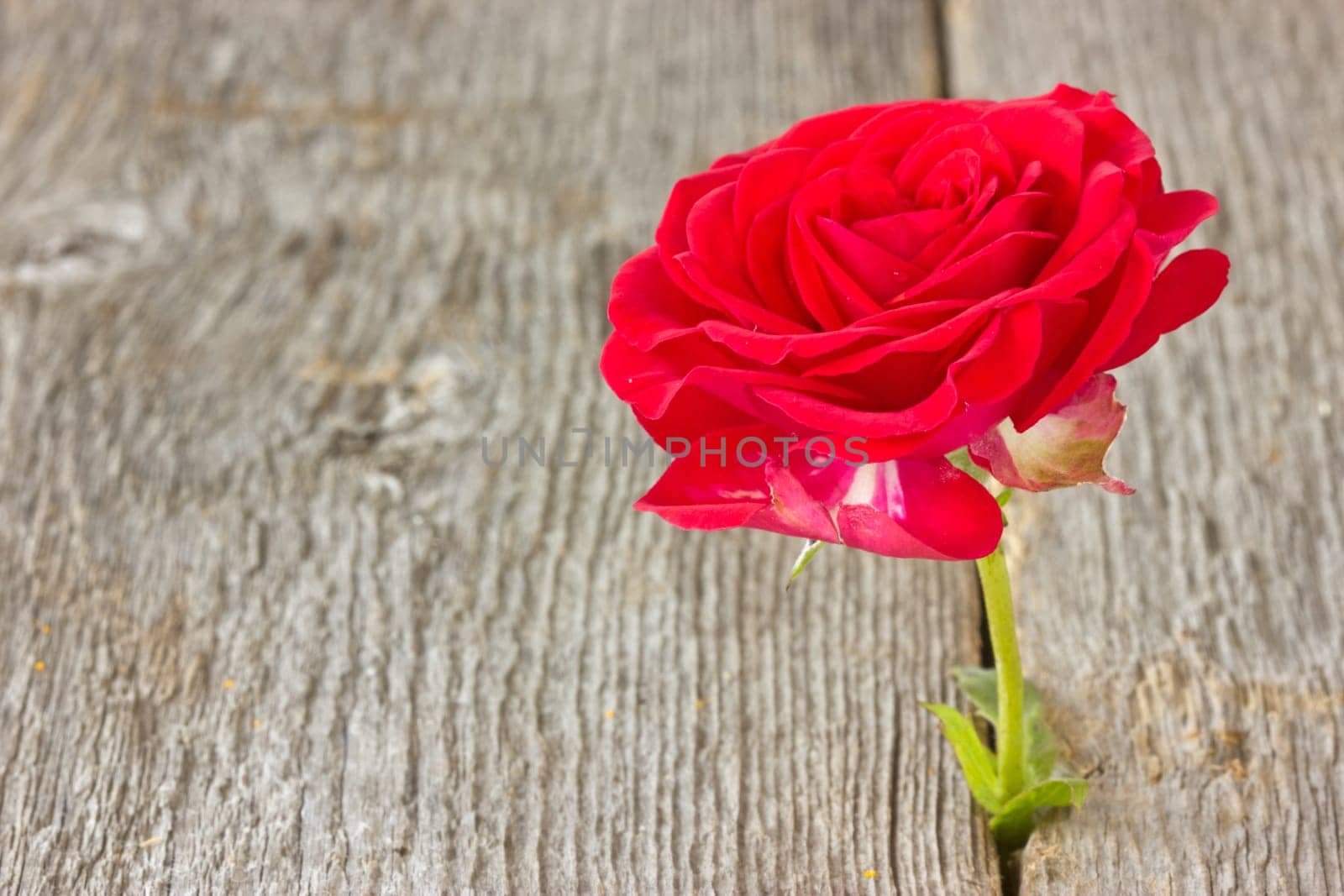 red rose growing in old wood floor