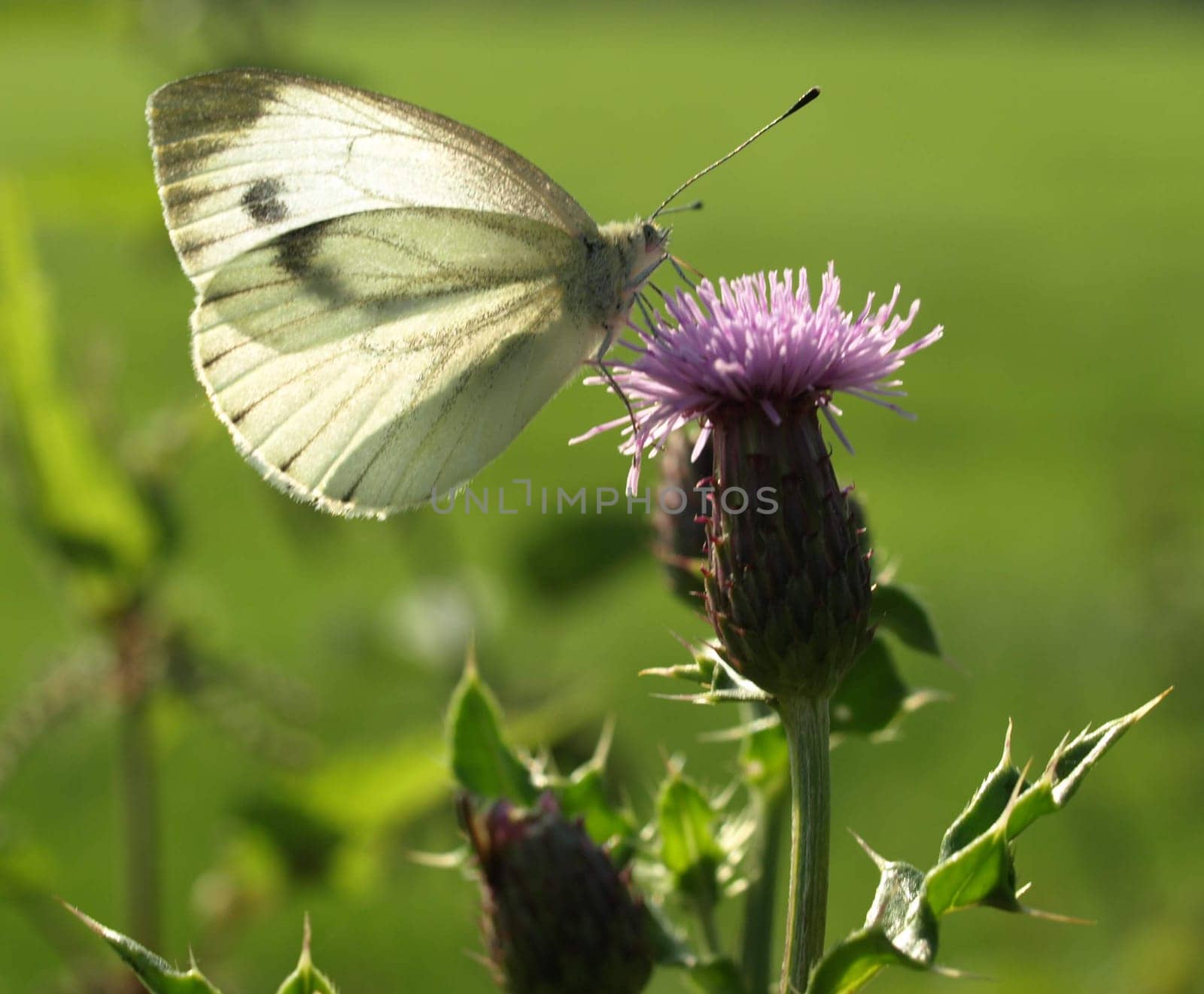 Large white