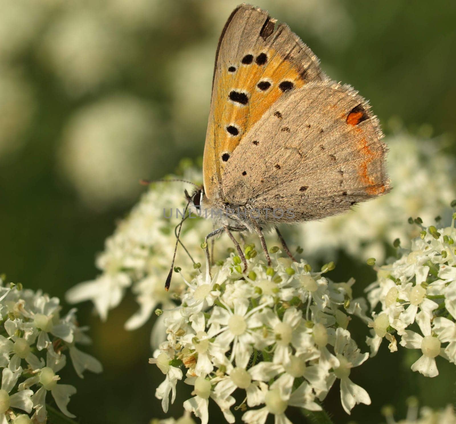 Small copper
