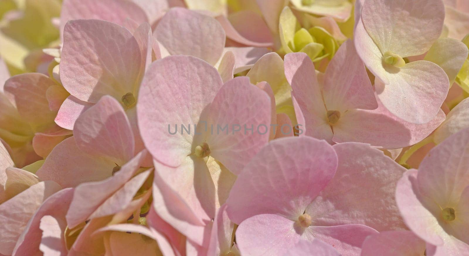 Hydrangea flower