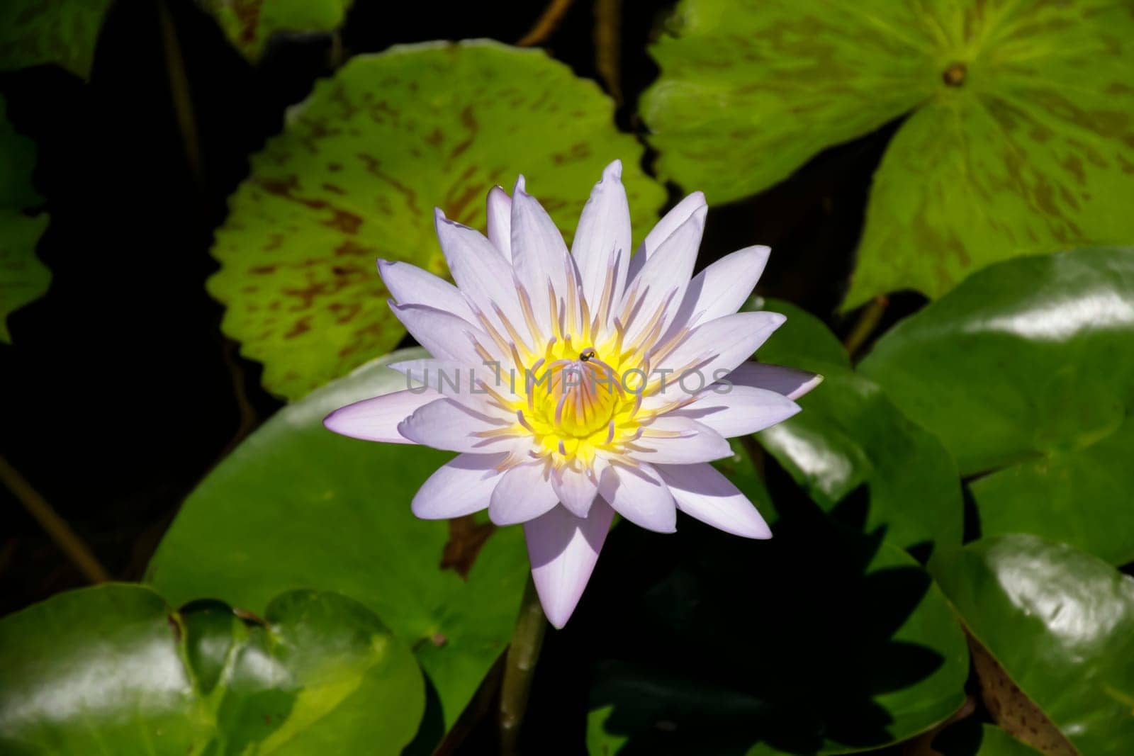 White water lily from above