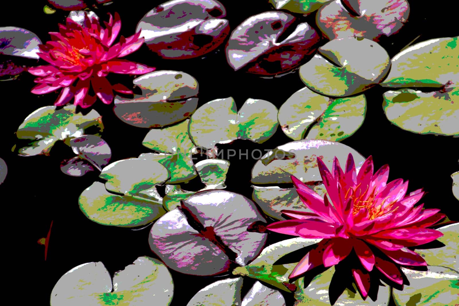 Polarized image of two pink water lilies