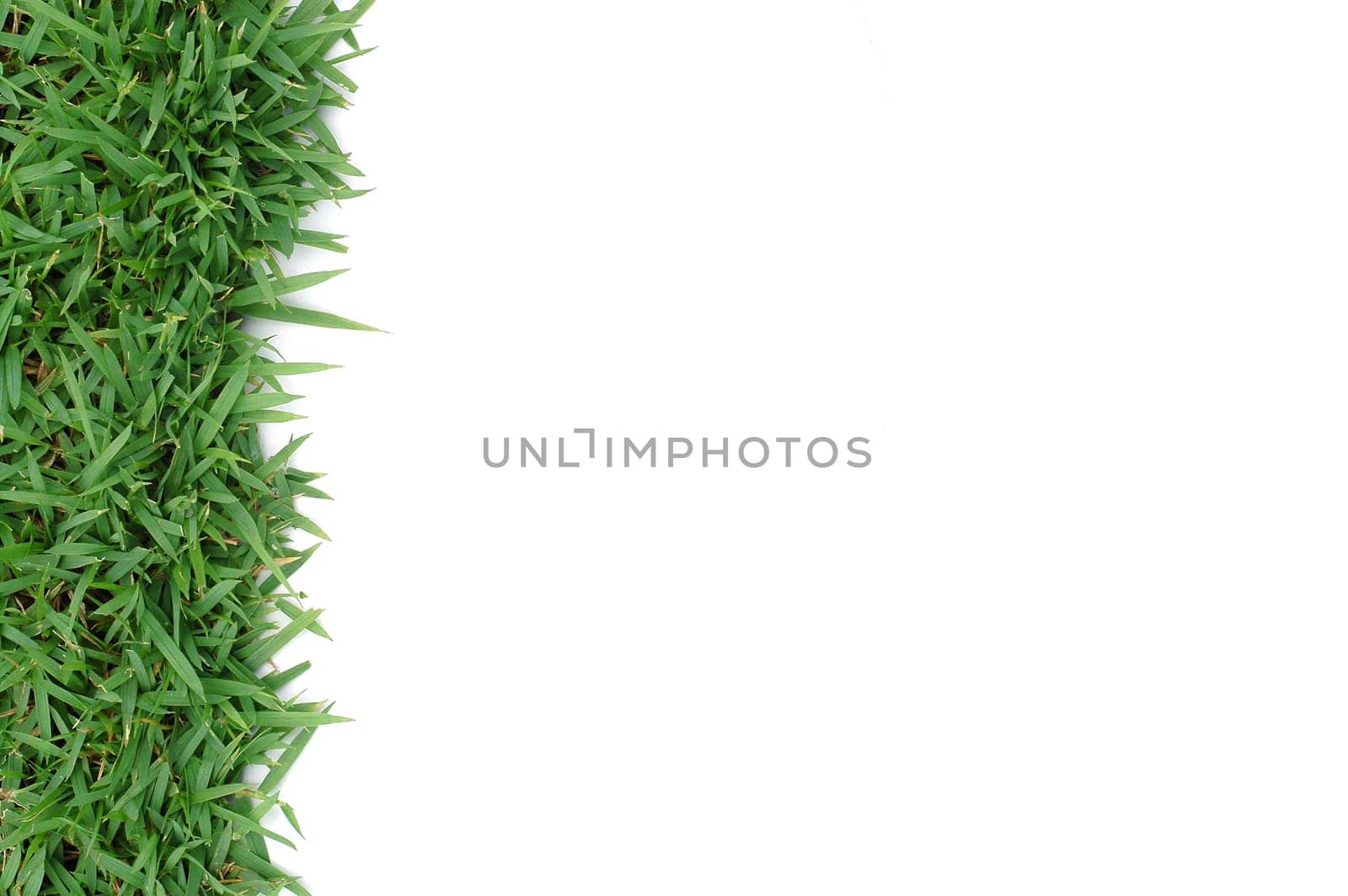 fresh spring green grass isolated on white background