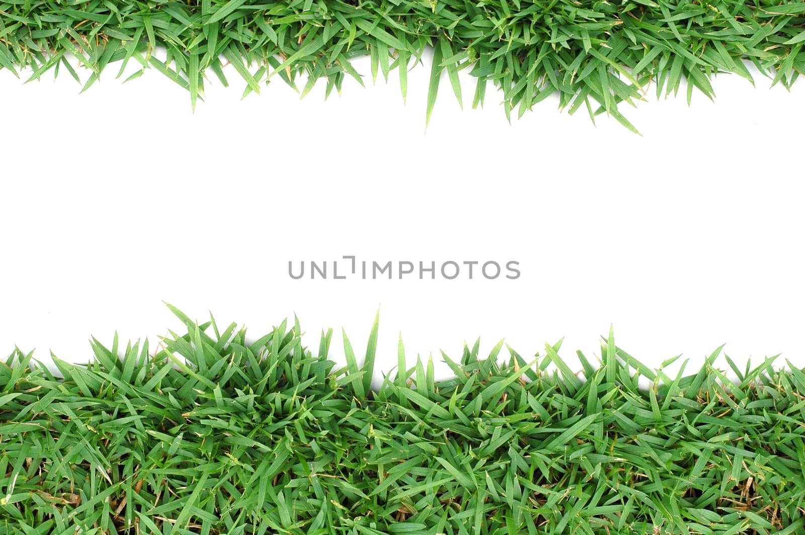 fresh spring green grass isolated on white background