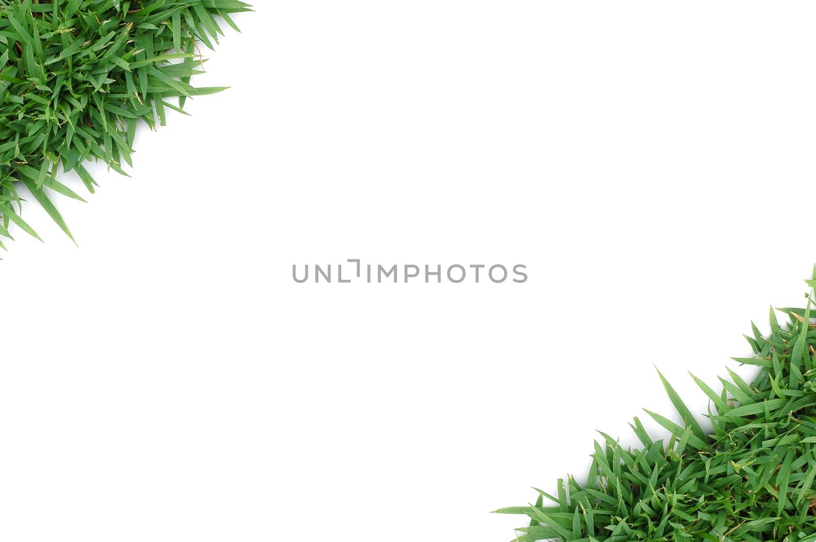 fresh spring green grass isolated on white background
