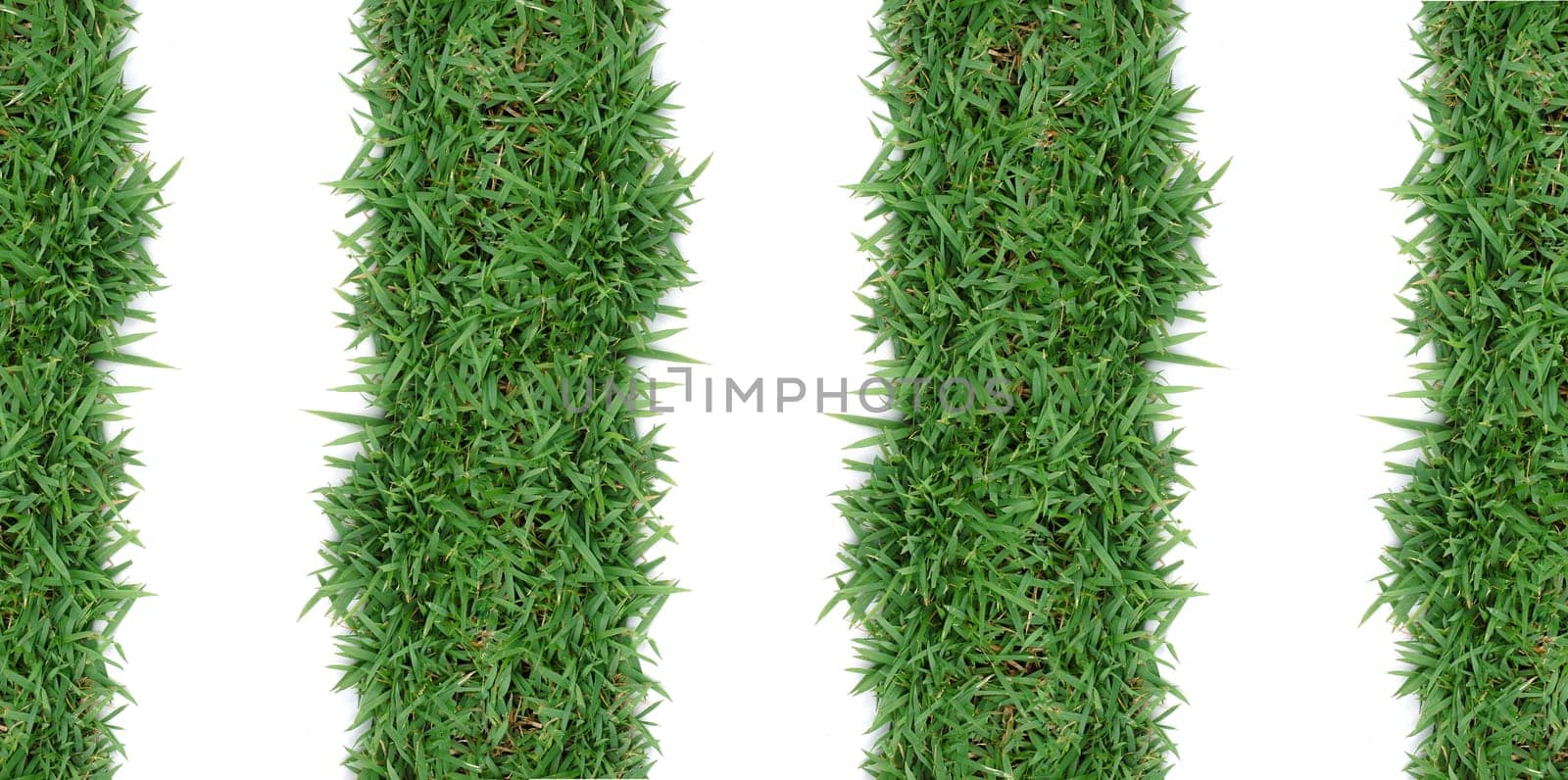 fresh spring green grass isolated on white background