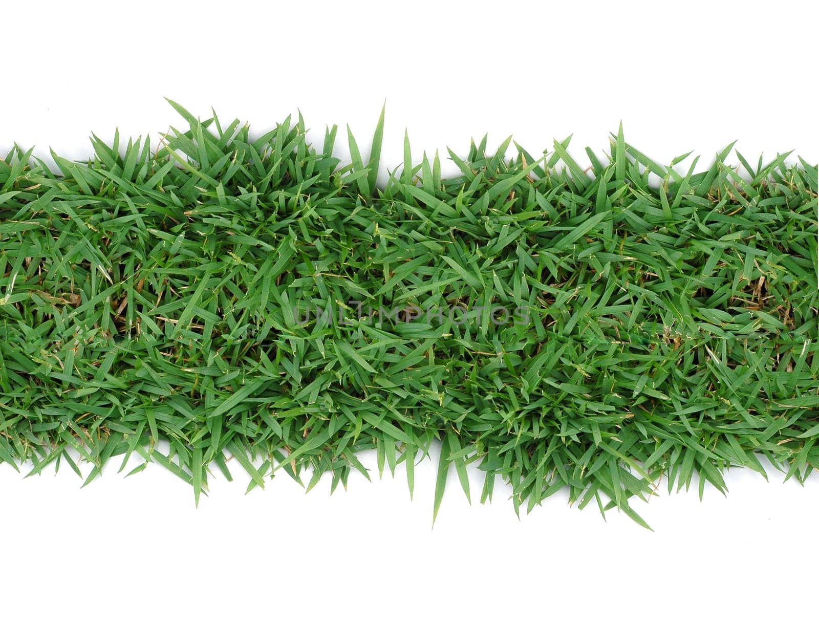 fresh spring green grass isolated on white background