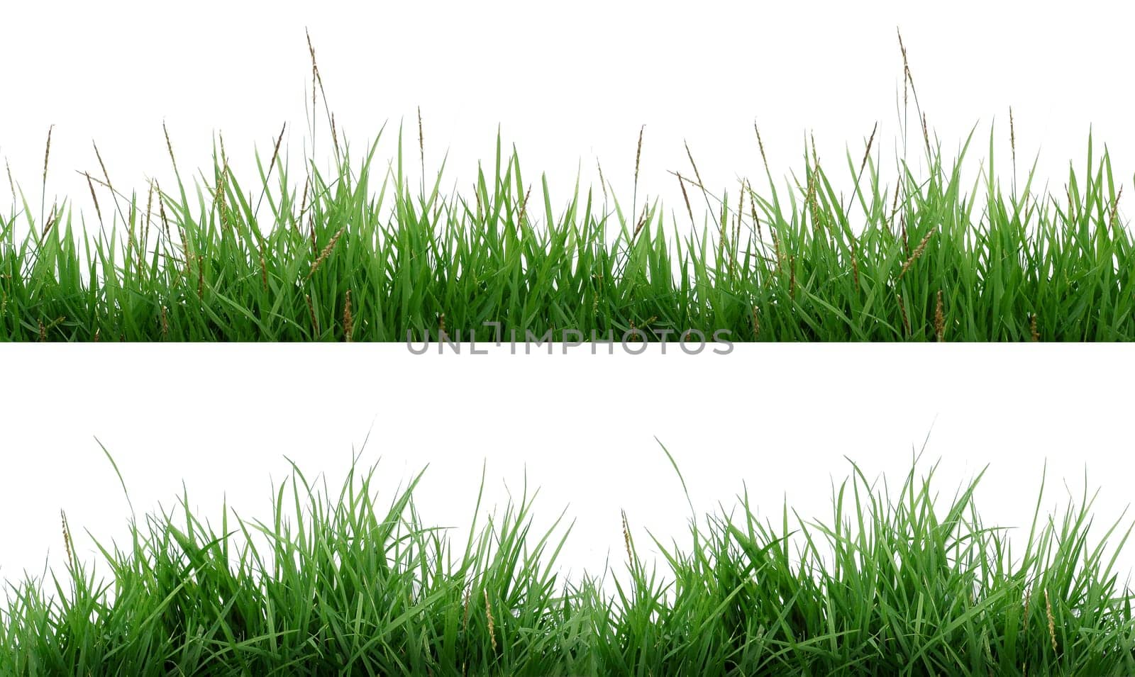 fresh spring green grass isolated on white background