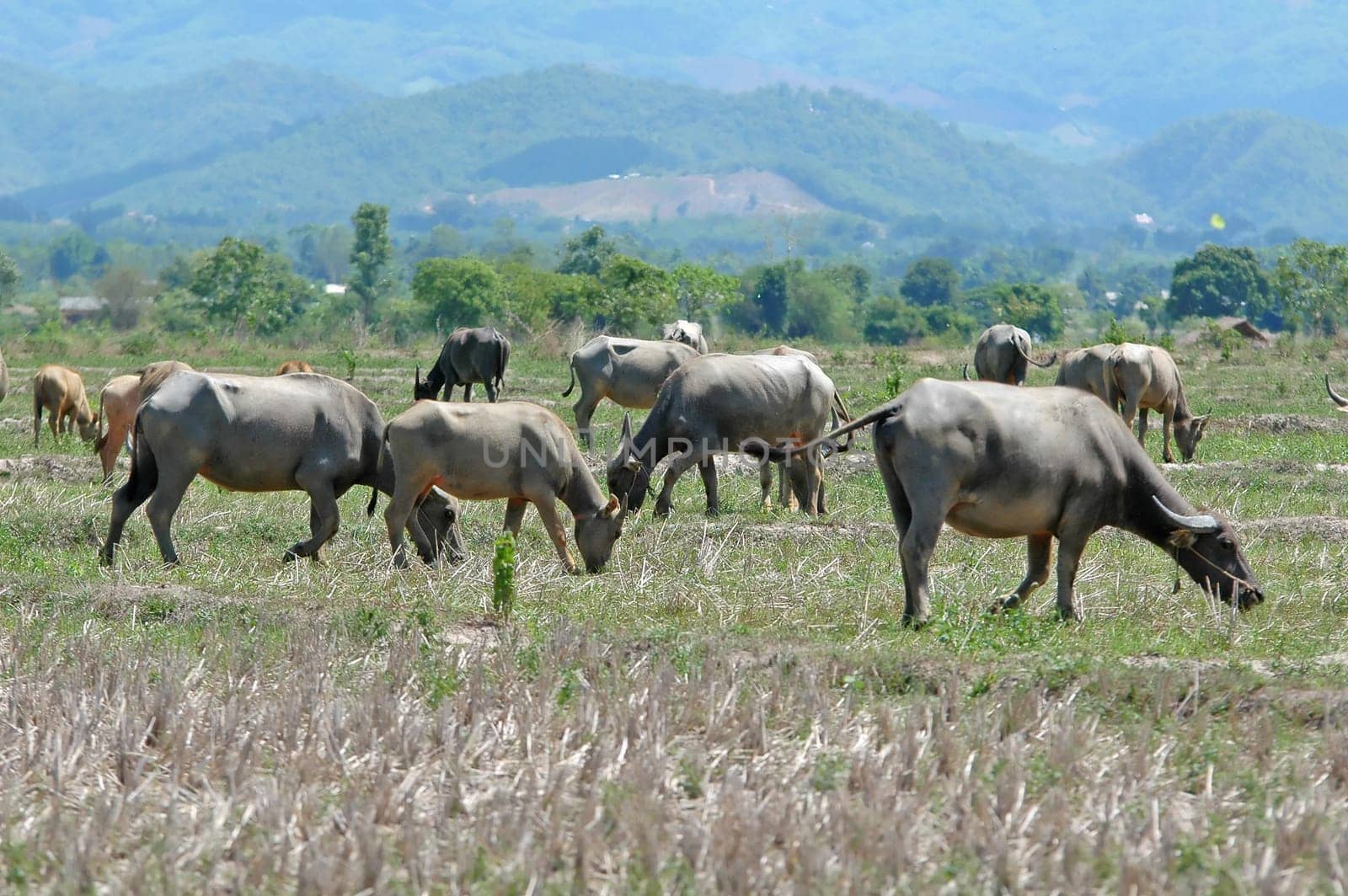 water buffalo