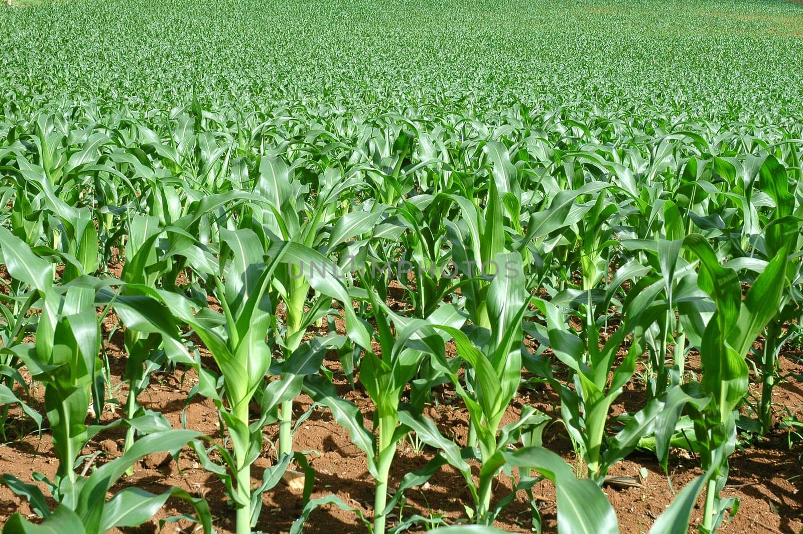 corn field