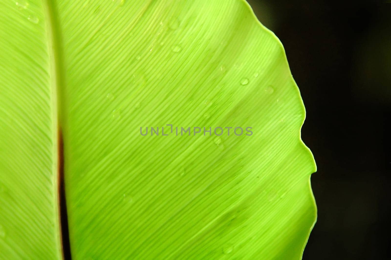 fern leaf