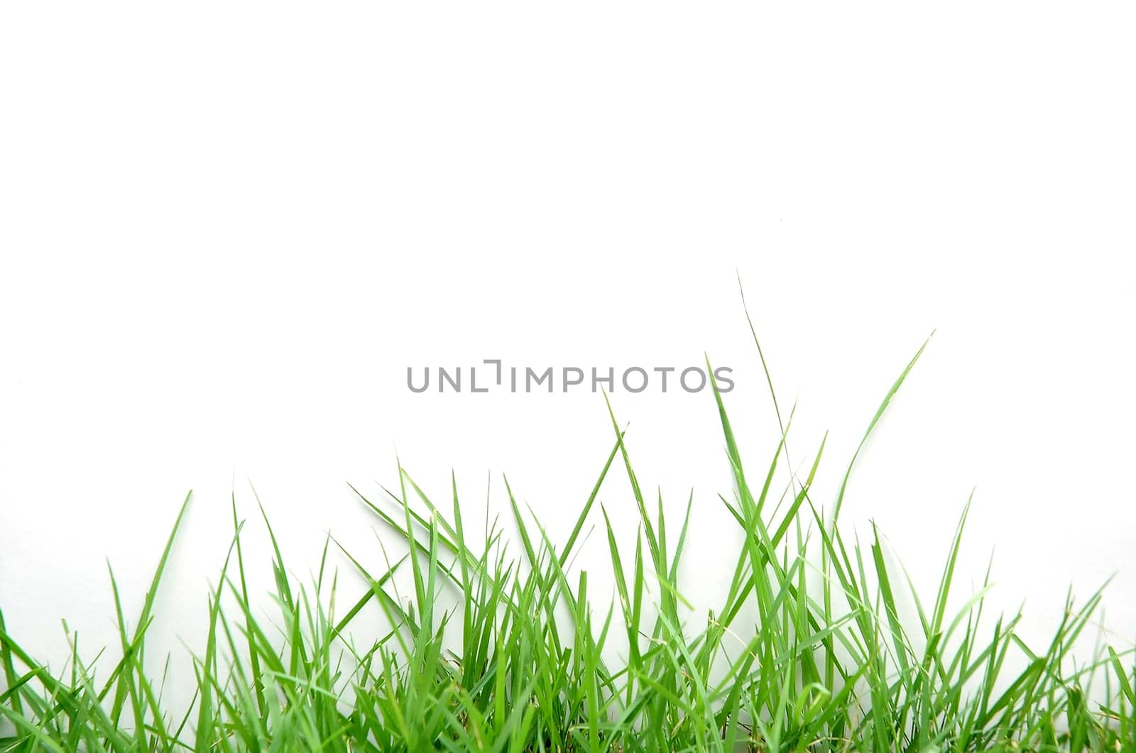 fresh spring green grass isolated on white background