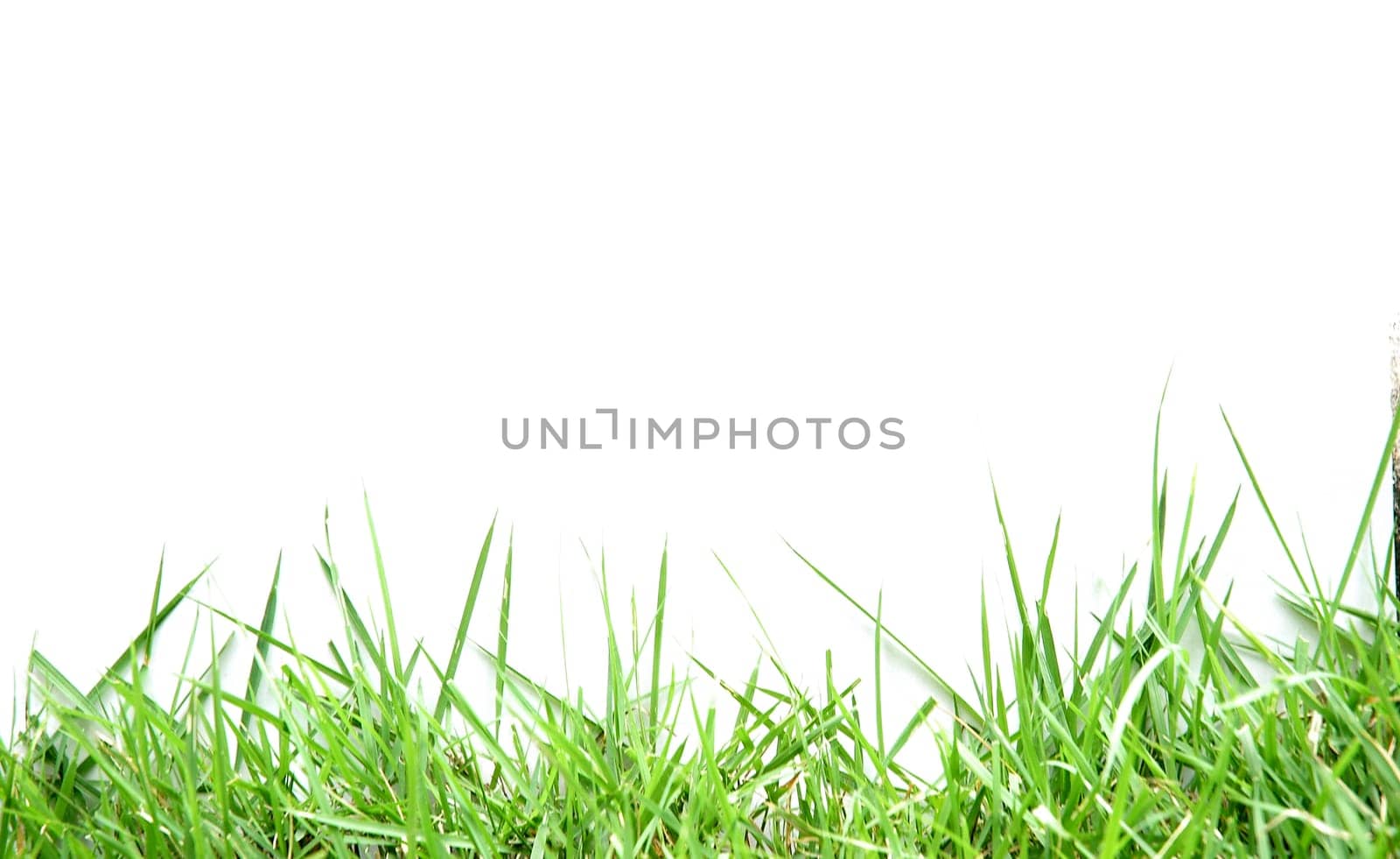 fresh spring green grass isolated on white background