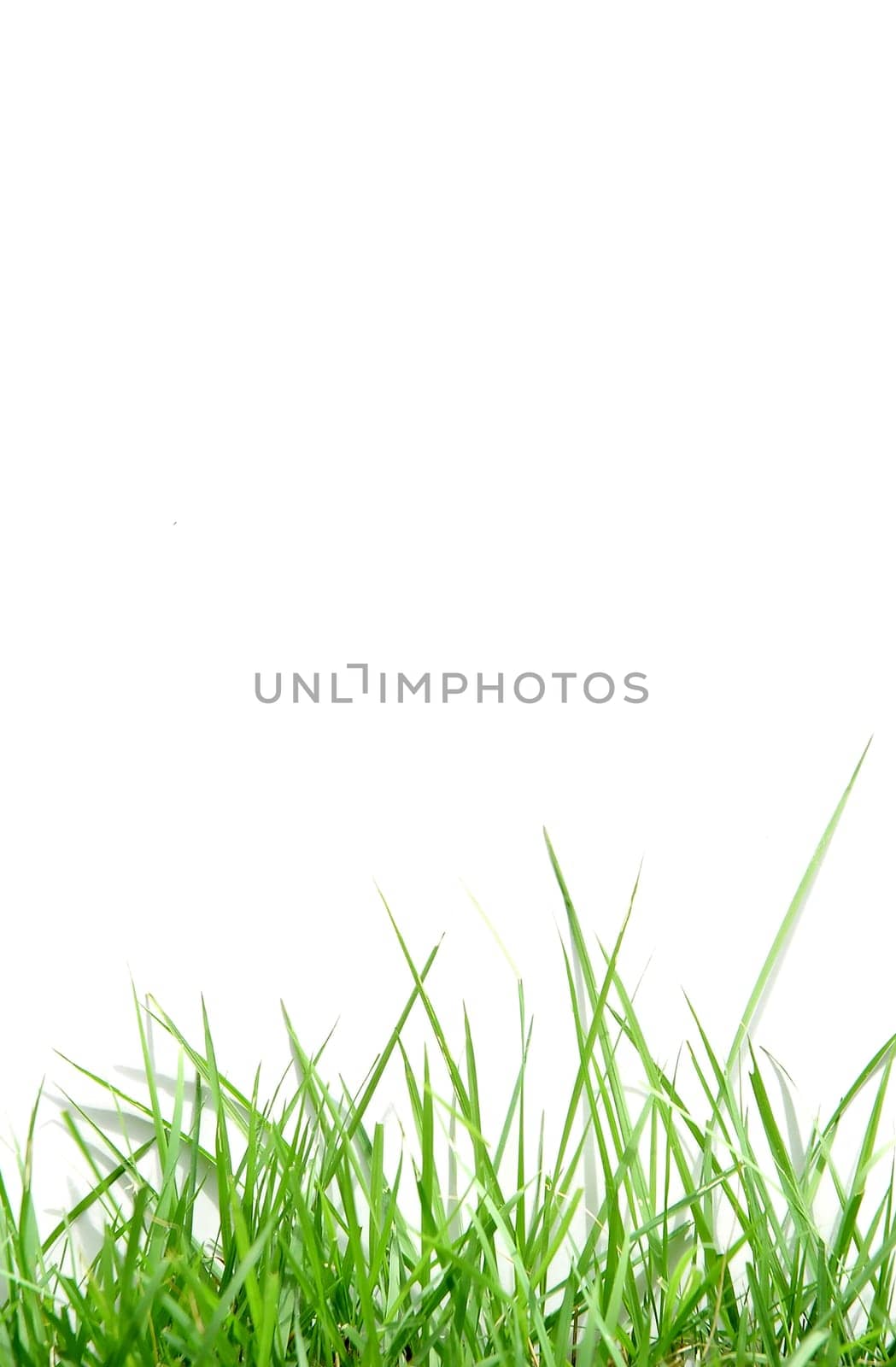 fresh spring green grass isolated on white background