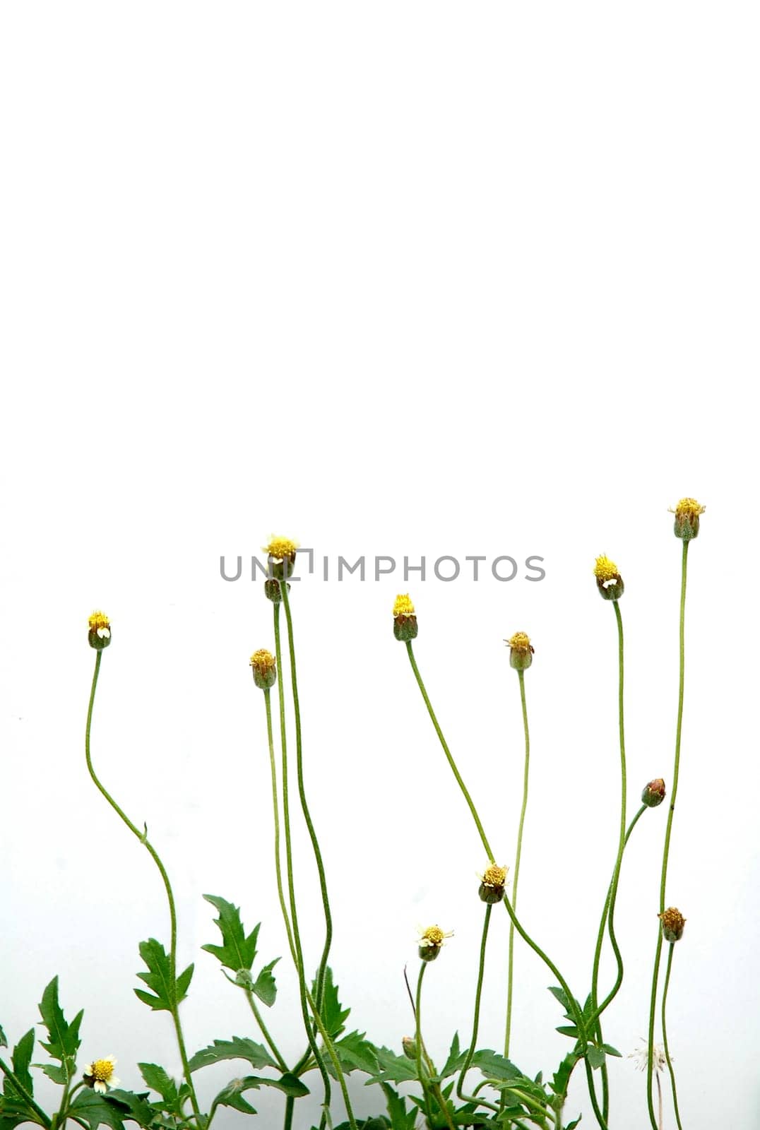 fresh spring green grass isolated on white background