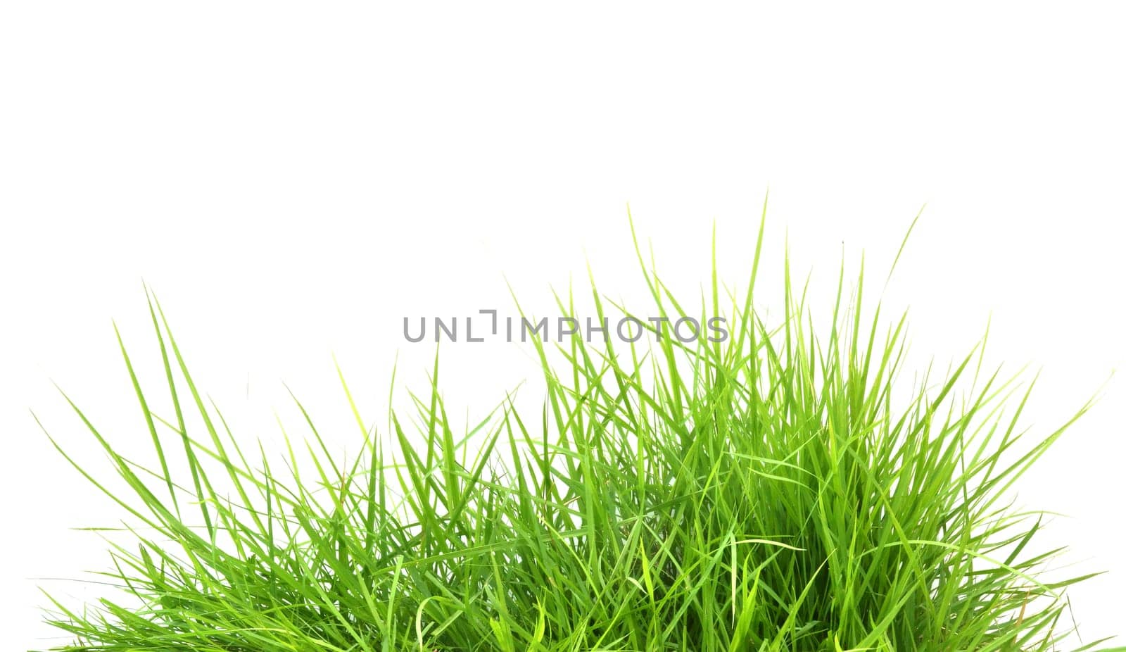 fresh spring green grass isolated on white background