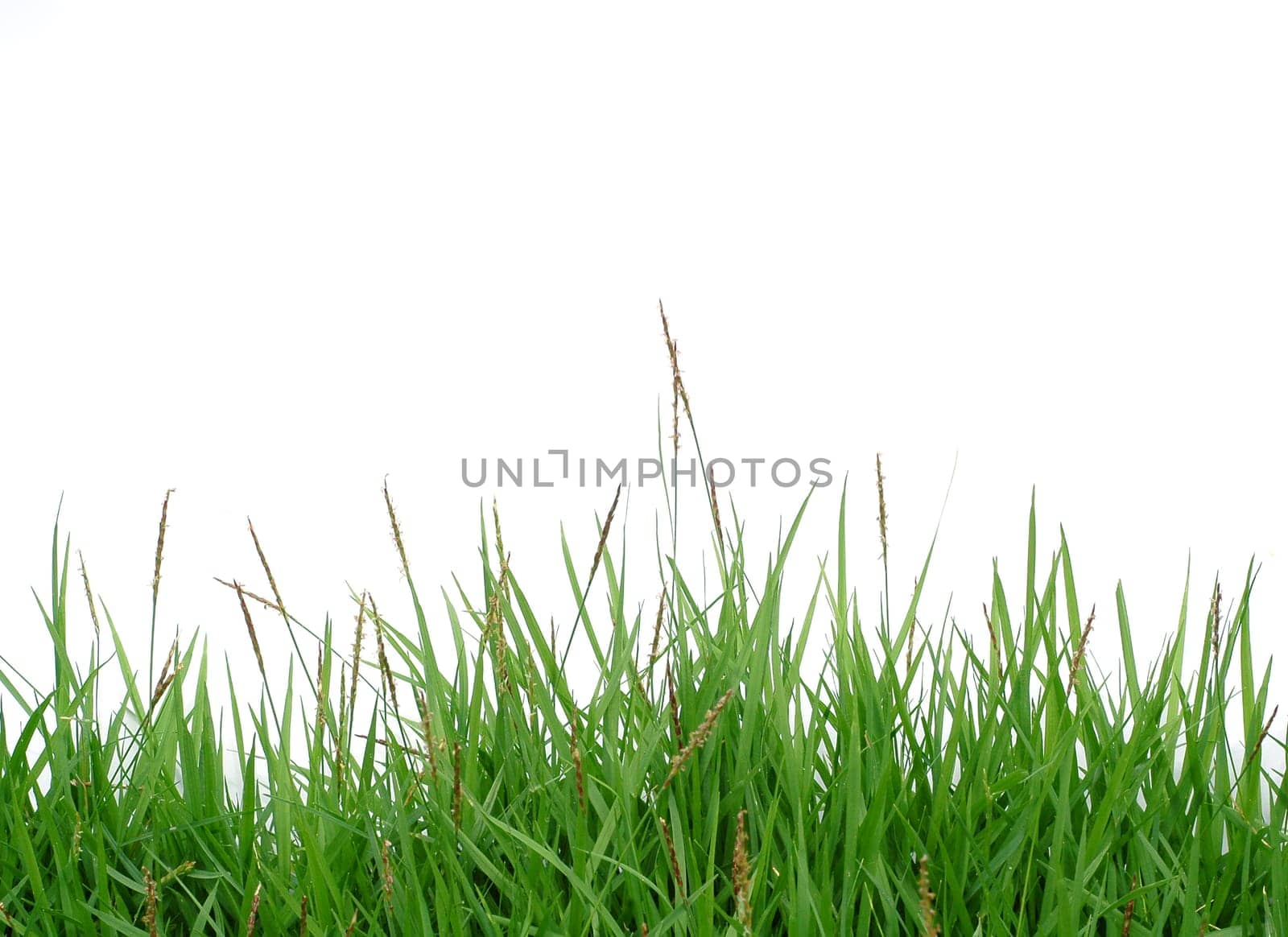 fresh spring green grass isolated on white background