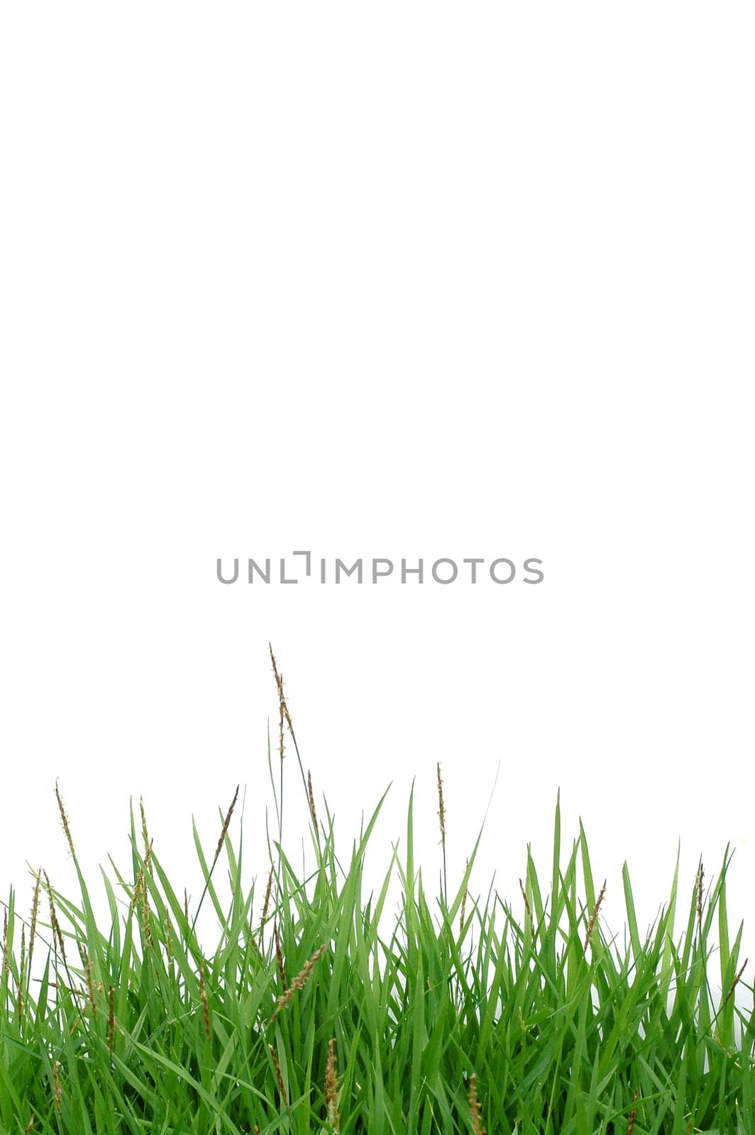 fresh spring green grass isolated on white background