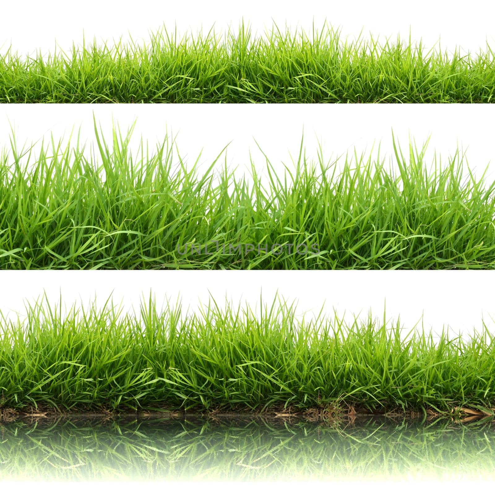 3 style fresh spring green grass isolated on white background