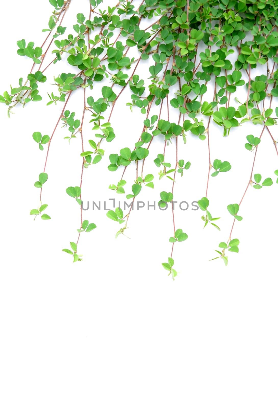 fresh spring green grass isolated on white background