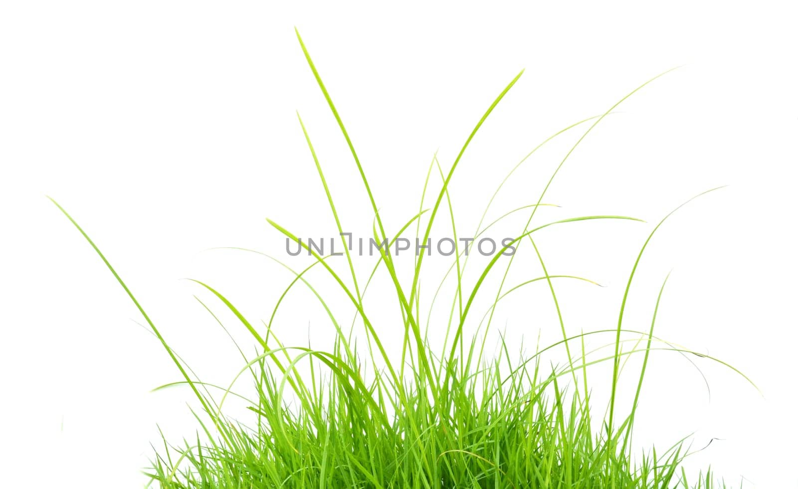 fresh spring green grass isolated on white background