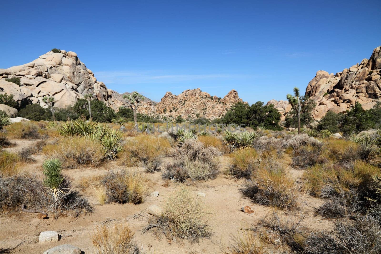 Joshua tree (Joshua Tree National Park)
