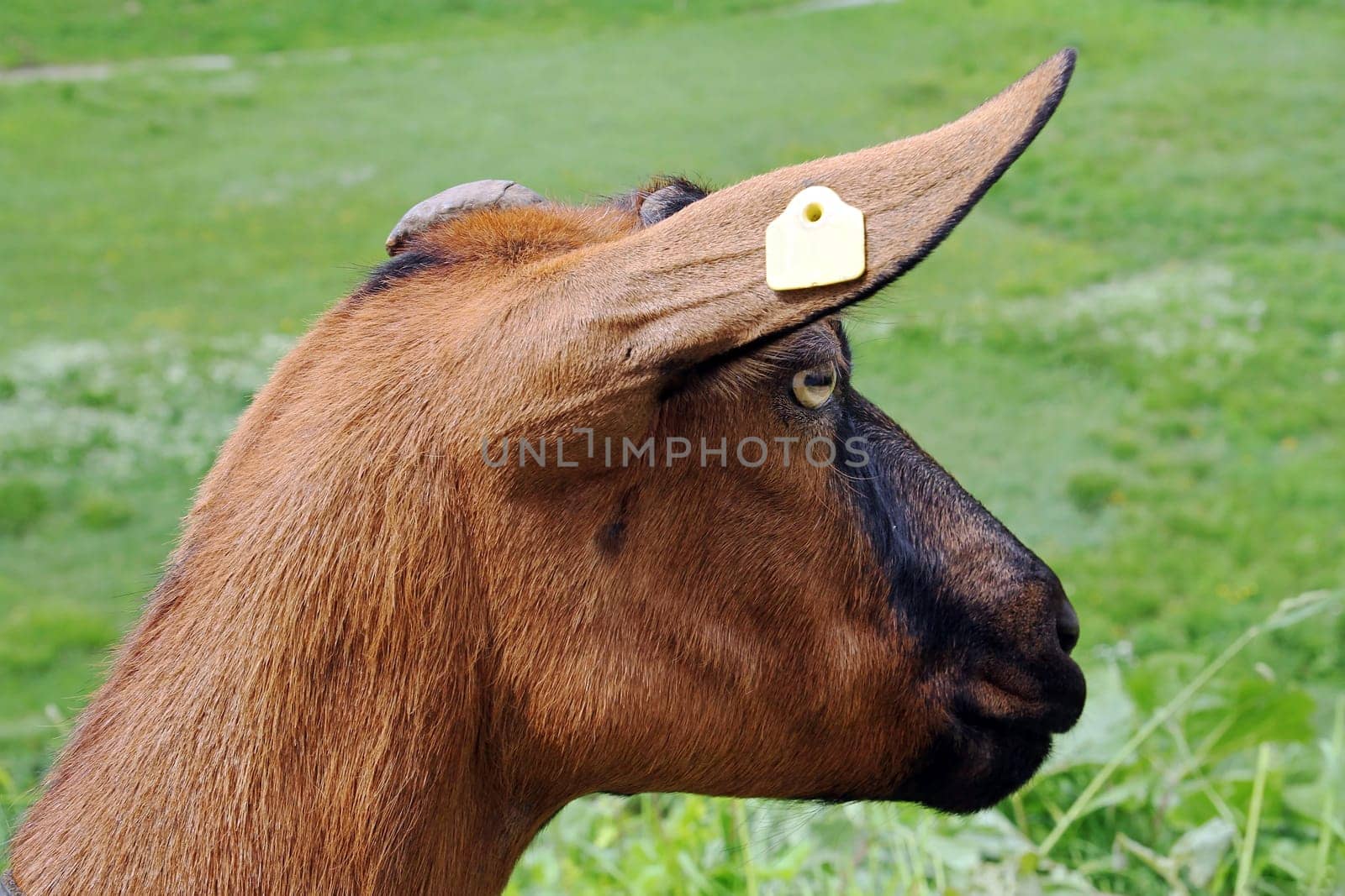 A mountain goat