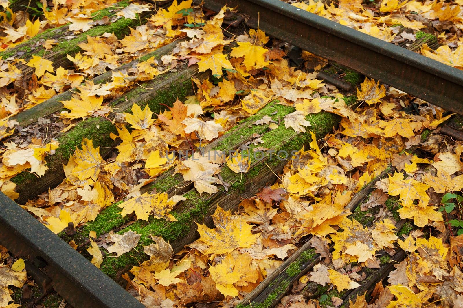 Autumn leaves between unused train tracks
