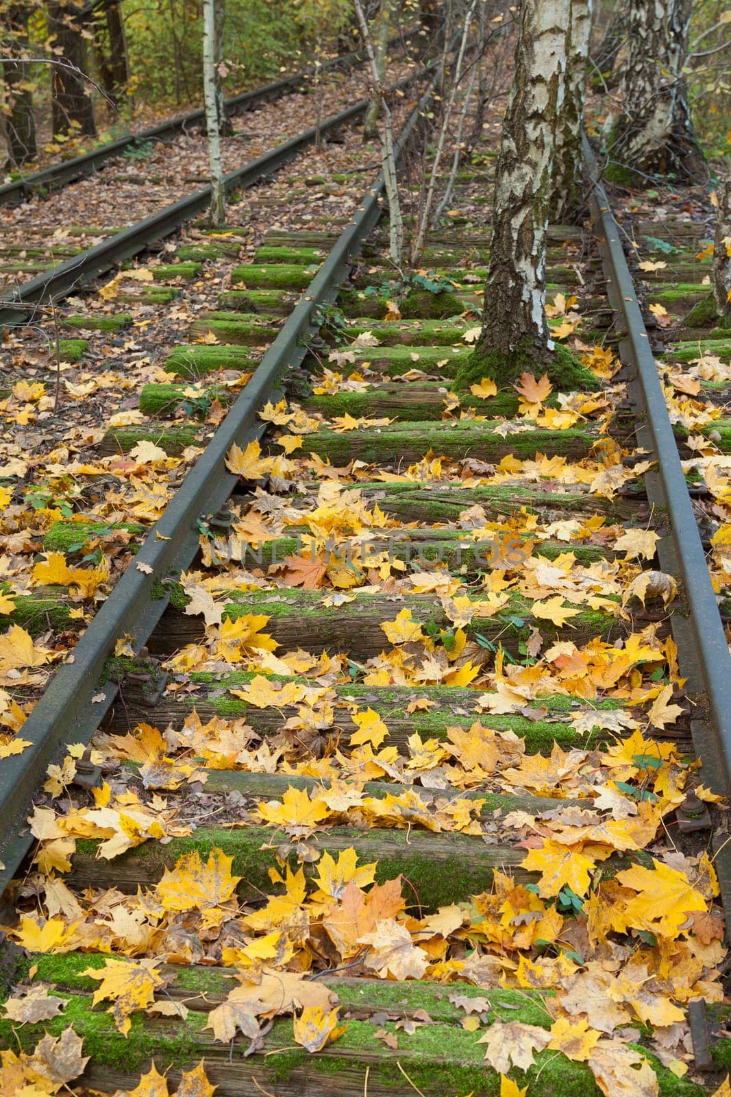 Autumn leaves between unused train tracks