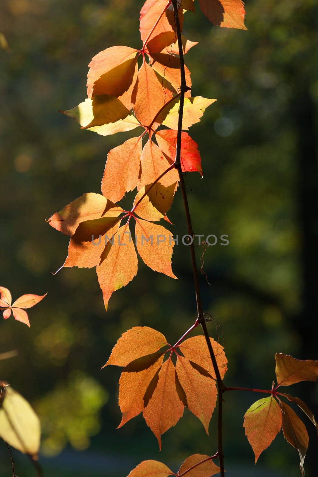 Red-gold autumn leaves in the backlight of the sun