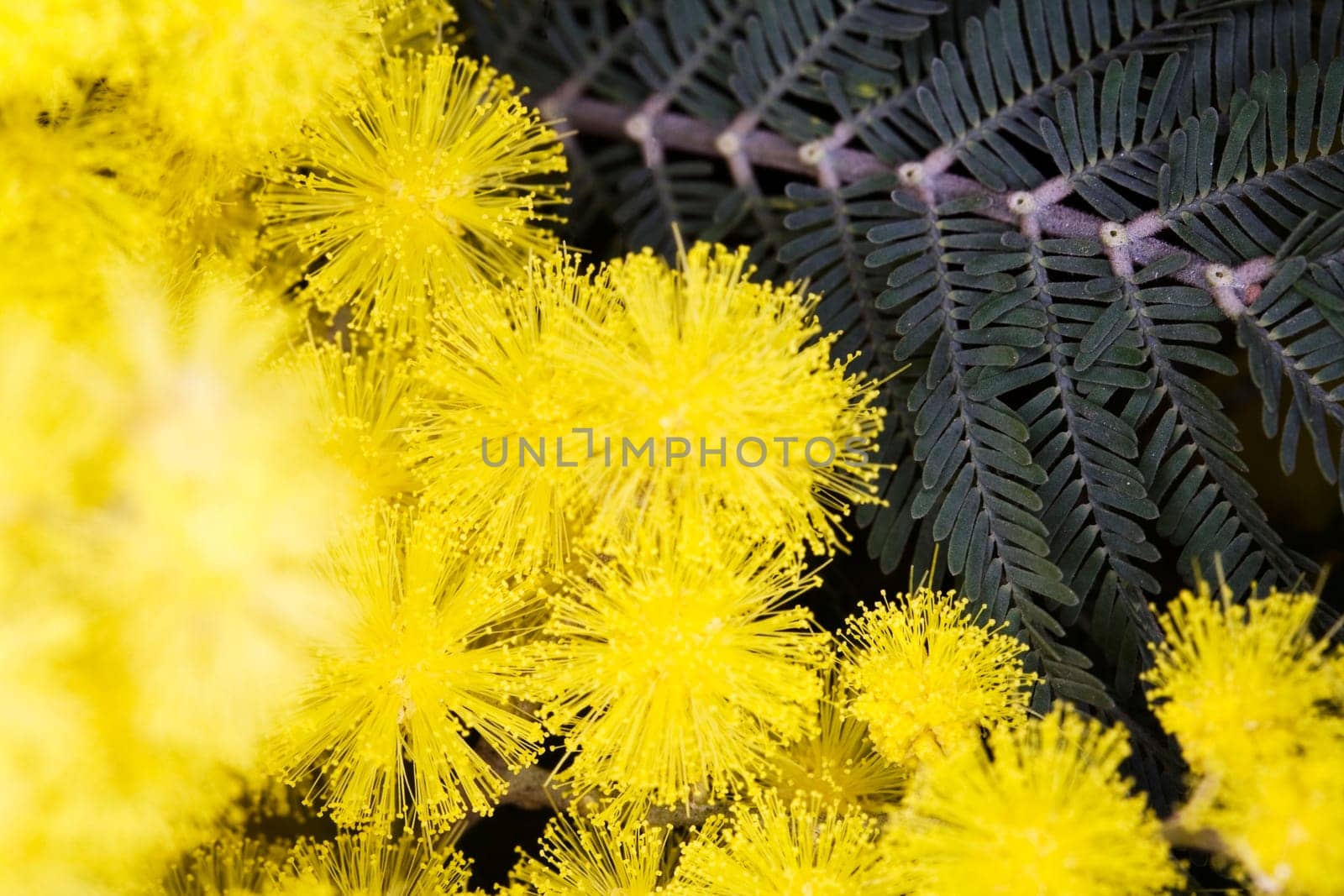 Mimosa flower