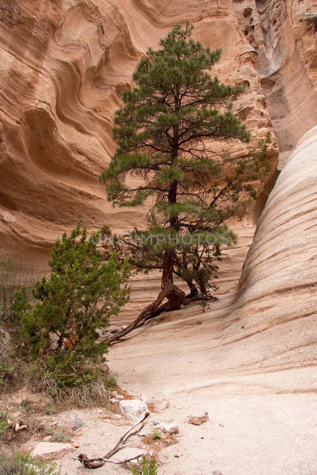 A tree grows in the canyon