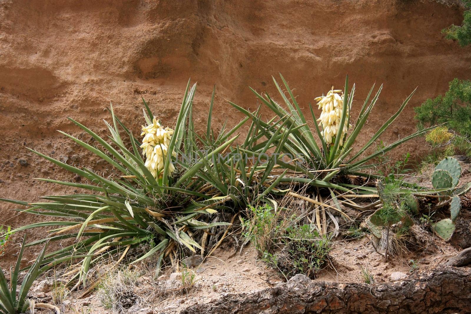 Desert Plants in New Mexico
