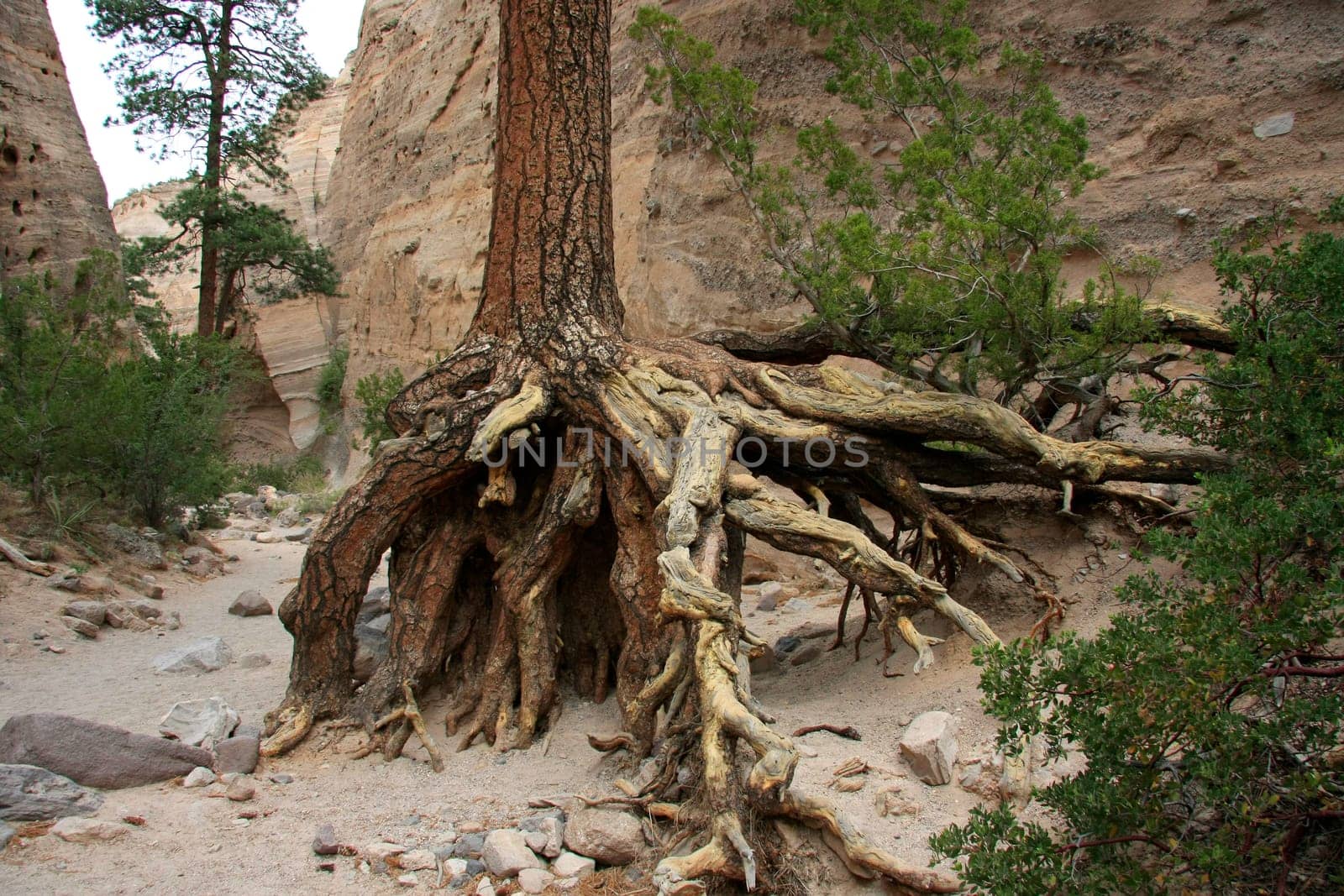 A large tree root in the canyon
