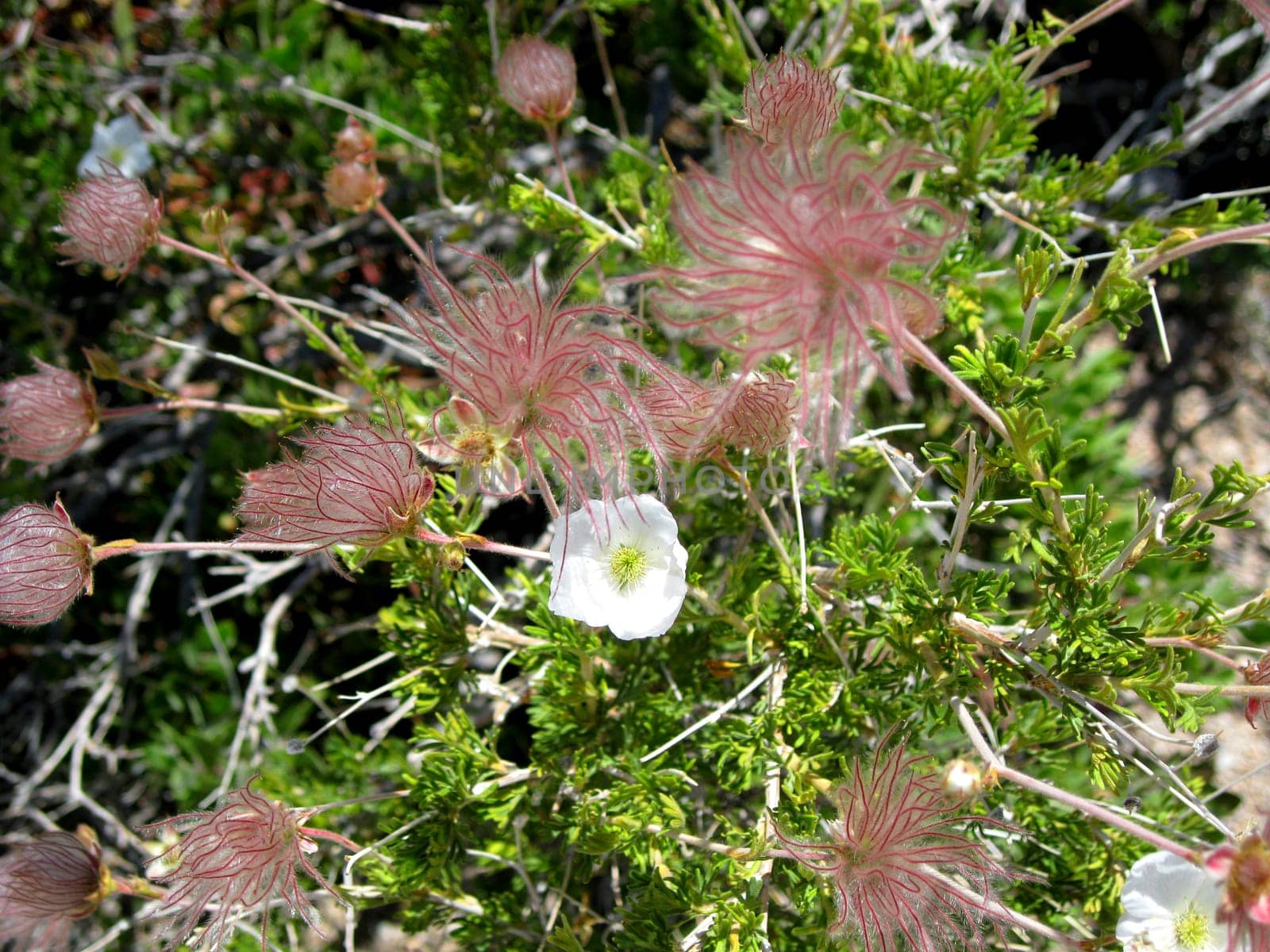 Desert Plants in New Mexico