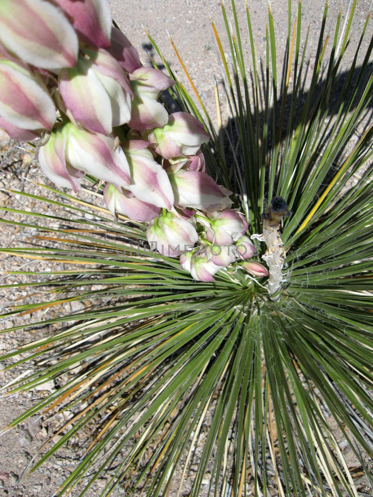 Desert Plants in New Mexico
