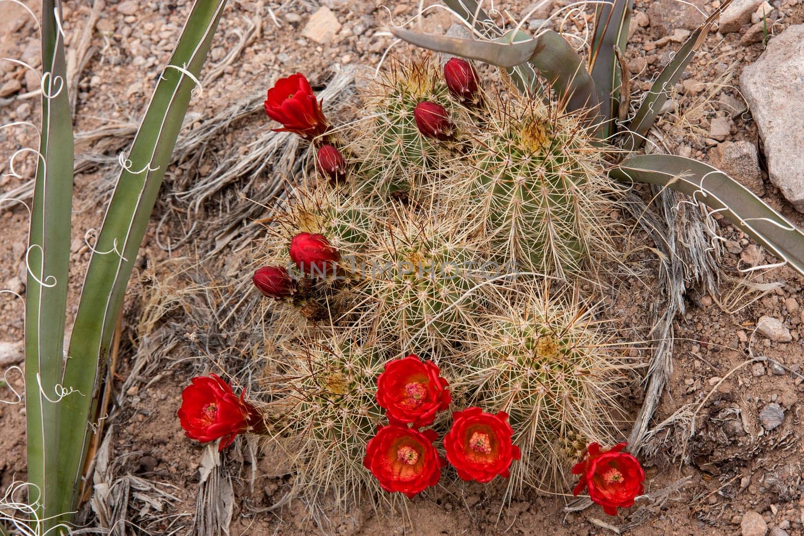 Desert Plants in New Mexico