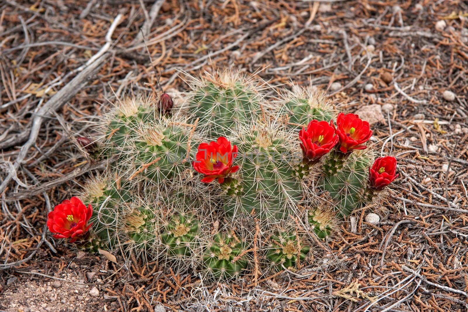 Desert Plants in New Mexico