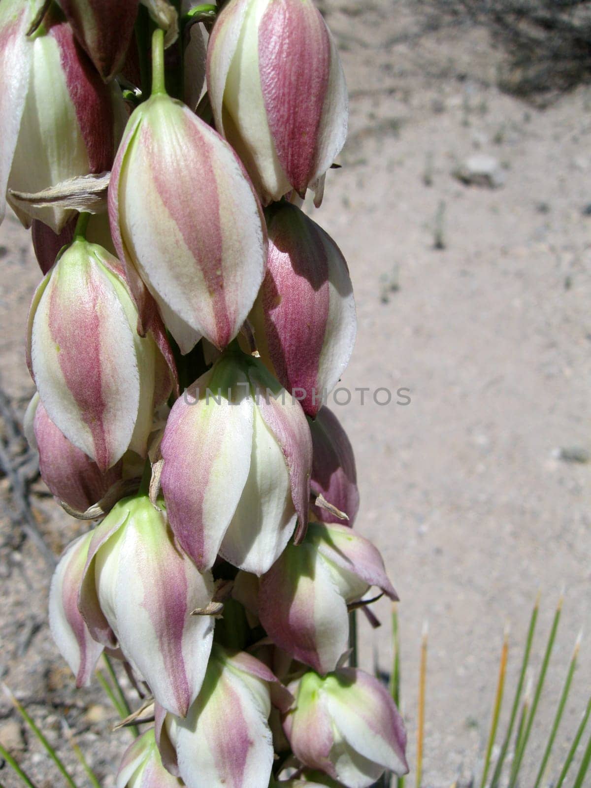 Desert Plants in New Mexico