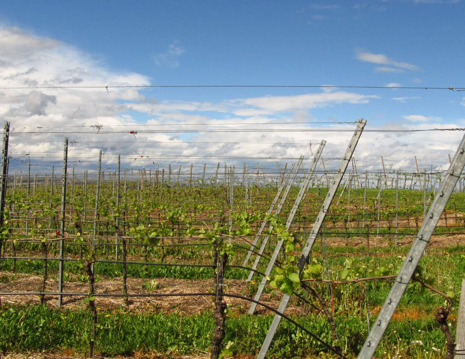Vineyards at the Kaiserstuhl,Baden-Württermberg,Germany