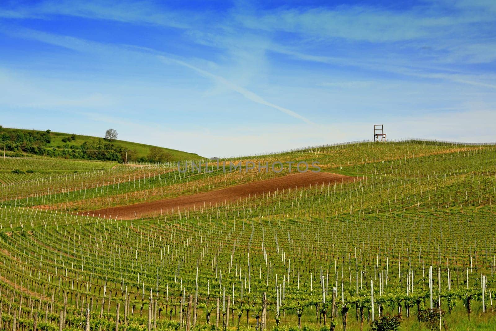 Wein-growing region Kaiserstuhl,Baden-Württemberg,Germany